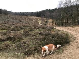 Farmhouse in Veluwe with Sauna and Nature Views Vacation rental in Ermelo