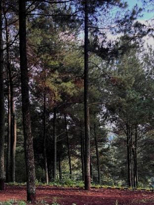 KAIA CAMP by Kalimaya Luxury tent in Lembang