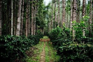Farm Stay In Kalasa Vacation rental in Karnataka