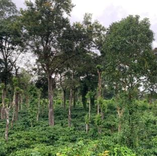 Farm Stay In Kalasa Vacation rental in Karnataka