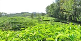 SnowdropS Homestay Vacation rental in Kerala