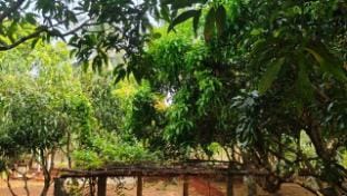 Serene Homestay Vacation rental in Karnataka