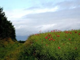 Holla - Huus Asgard Comfortable holiday residence Vacation rental in Schleswig-Holstein