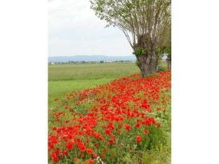 Holiday apartment Appartementhaus-Freiler Vacation rental in Austria