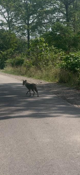 2 Stayz - Single Room Cottage in JIM CORBETT Vacation rental in Uttarakhand
