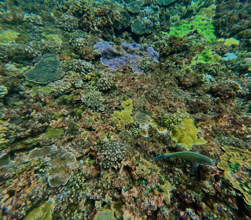 Superman snorkling trip Hotel in Nusapenida