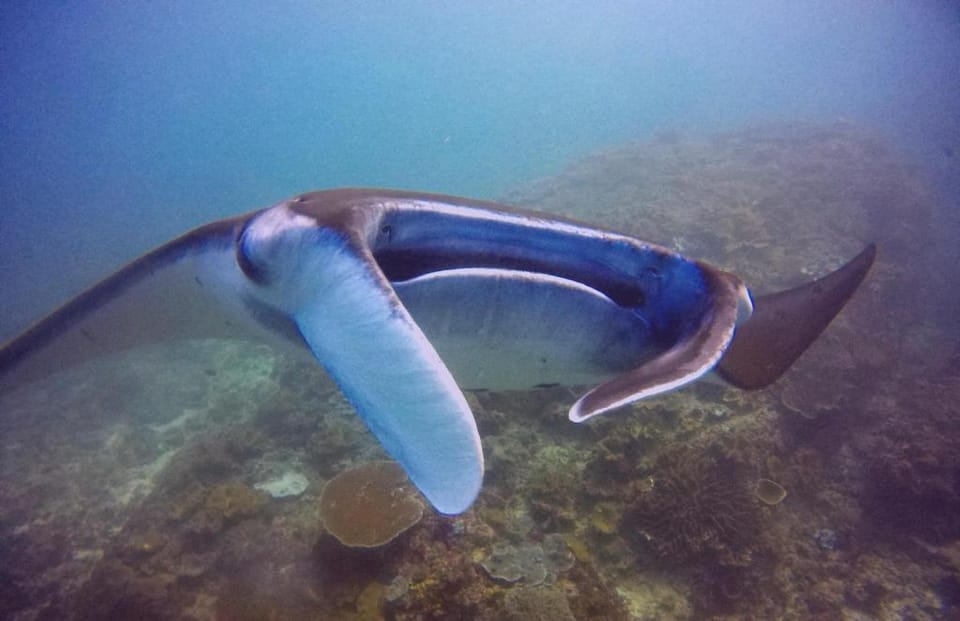 Superman snorkling trip Hotel in Nusapenida