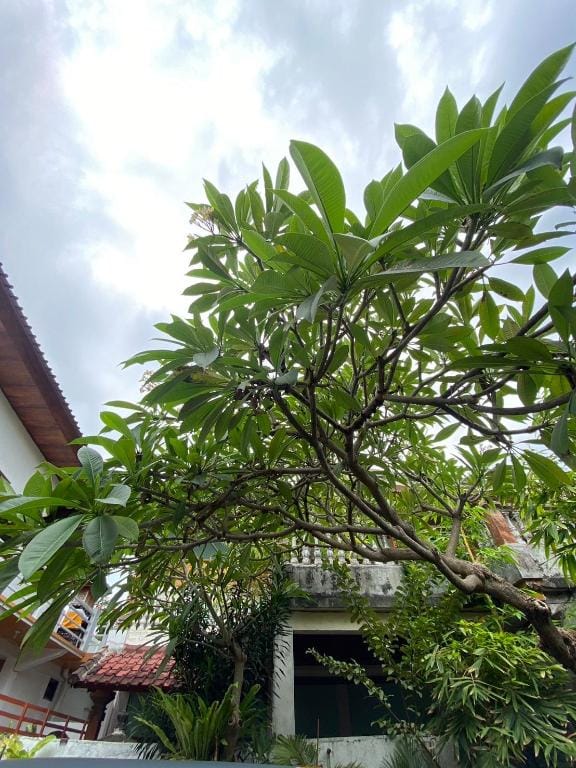 Pua Melia House Hotel in Kuta