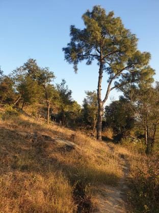 Pinewood retreat Vacation rental in Himachal Pradesh