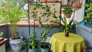 The Maple Homestay @ Kota Laksamana Melaka Vacation rental in Malacca