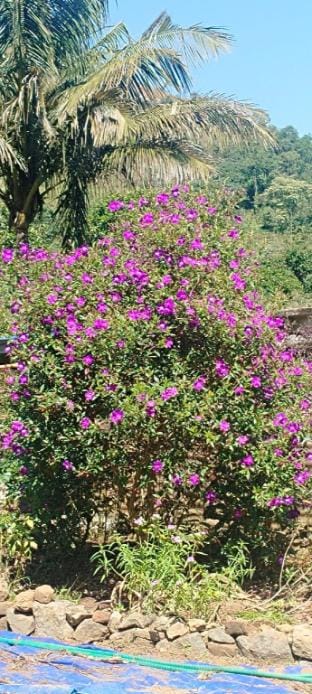 Rustic Roots- Farm Staycation Near Thekkady, Gavi Farm Stay in Kerala