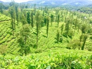 Zonooro Homestay,Vythiri  with Mountain view Vacation rental in Kerala