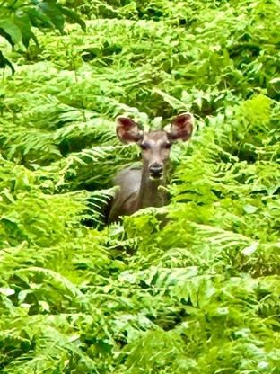 Zonooro Homestay,Vythiri  with Mountain view Vacation rental in Kerala
