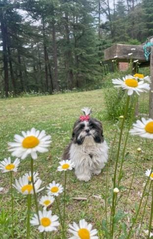 Centrally Heated Cozy Rooms amidst Forest MW Vacation rental in Shimla