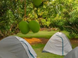 Q Mango Forest Camping  Vacation rental in Karnataka