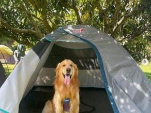 Q Mango Forest Camping  Vacation rental in Karnataka