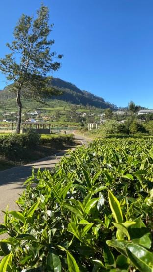 Twinkle Cottage In Nuwareliya  Vacation rental in Nuwara Eliya