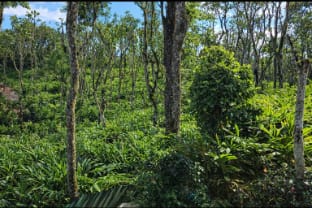 Octa Paradise Homestay Thekkady - Anakkara Vacation rental in Kerala