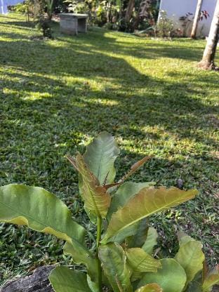 Avocado Orchards Home Stay Vacation rental in Kerala