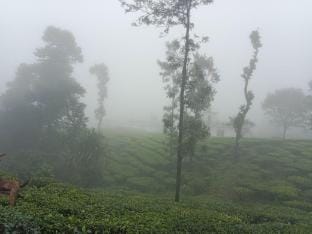 Tea Garden - Budget cottage in Vagamon, ideal for small groups Vacation rental in Kerala