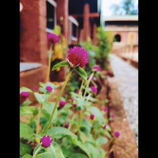 Cozinn B117 Luxury Farm stay at Gokarna Beach Farm Stay in Karnataka