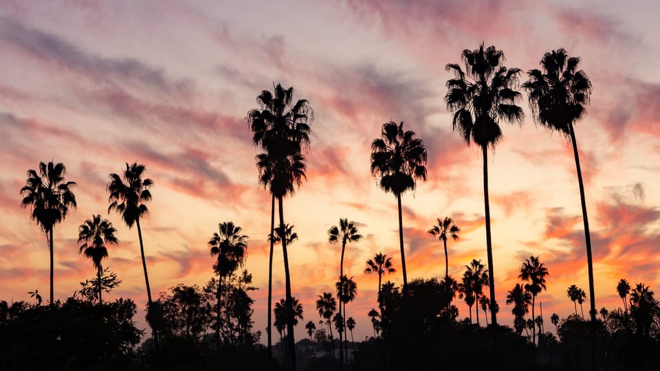 Sunset with palm trees silhouette