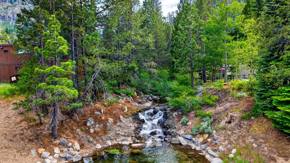 Scenic alpine creek surrounded by towering pines and mountain views.