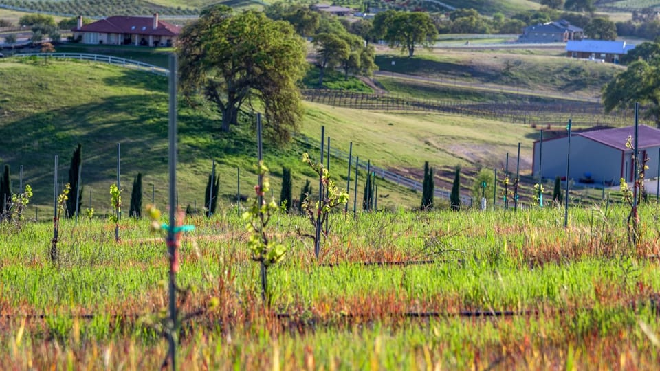 Vineyard views just beyond the property.