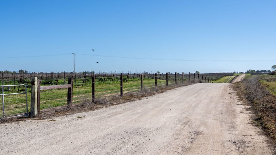Peaceful vineyard drive beneath wide open skies