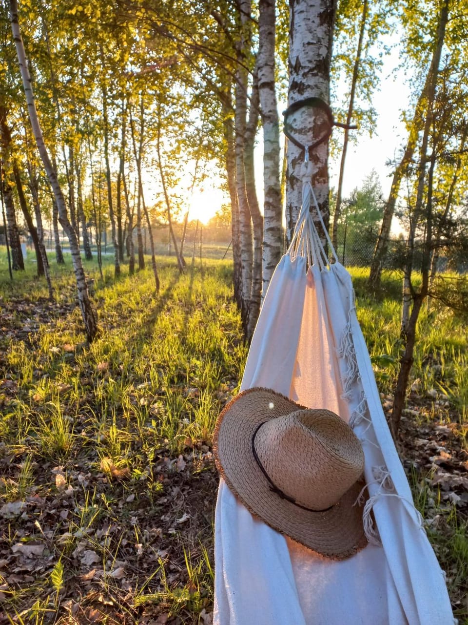 Natural landscape, Garden, Sunset