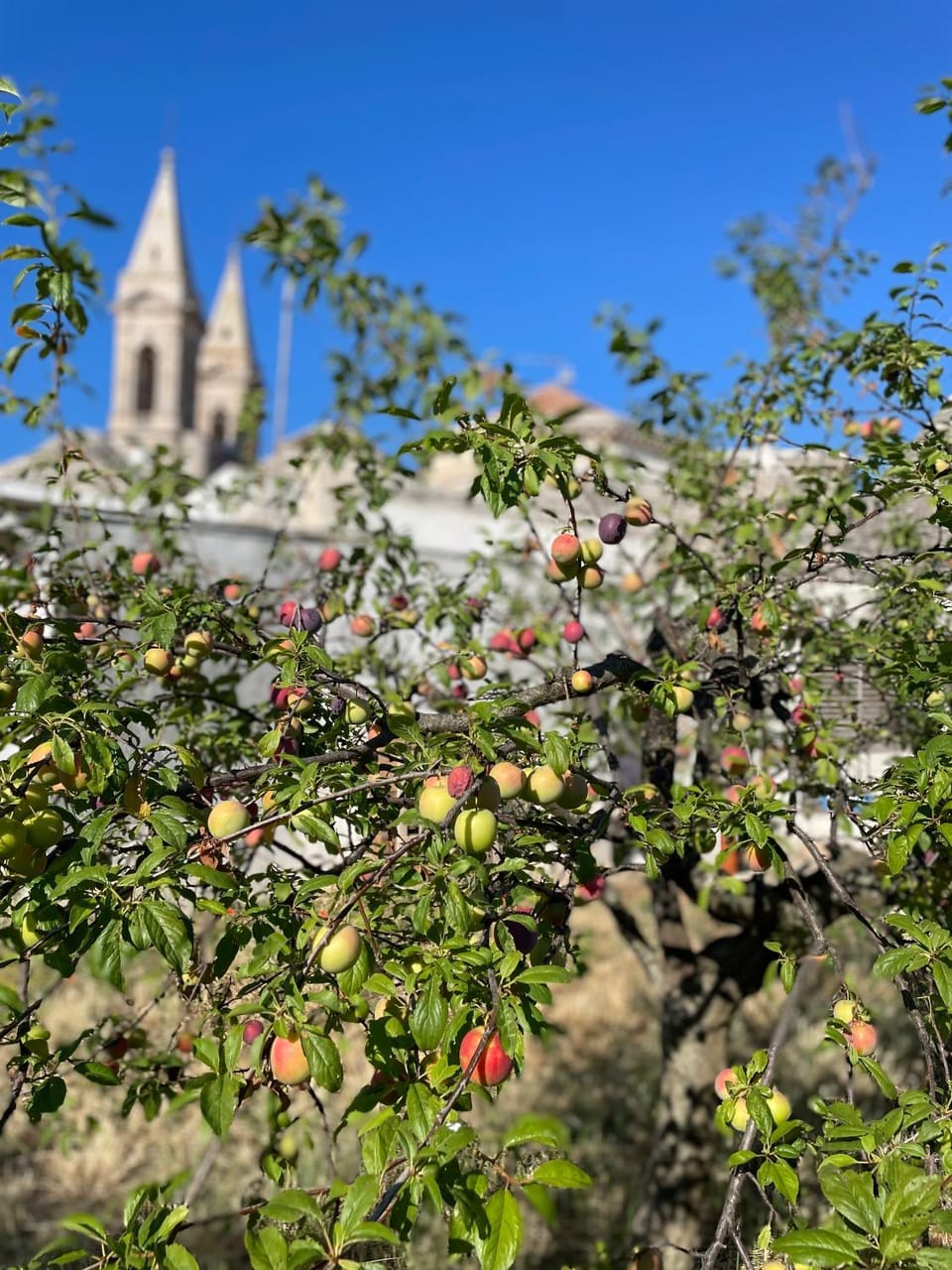 Garden, Garden, Garden view, Garden view