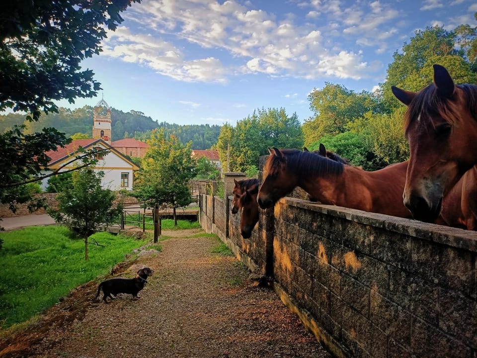 Day, Natural landscape, Animals