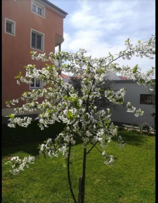 Spring, Day, Garden, Garden view