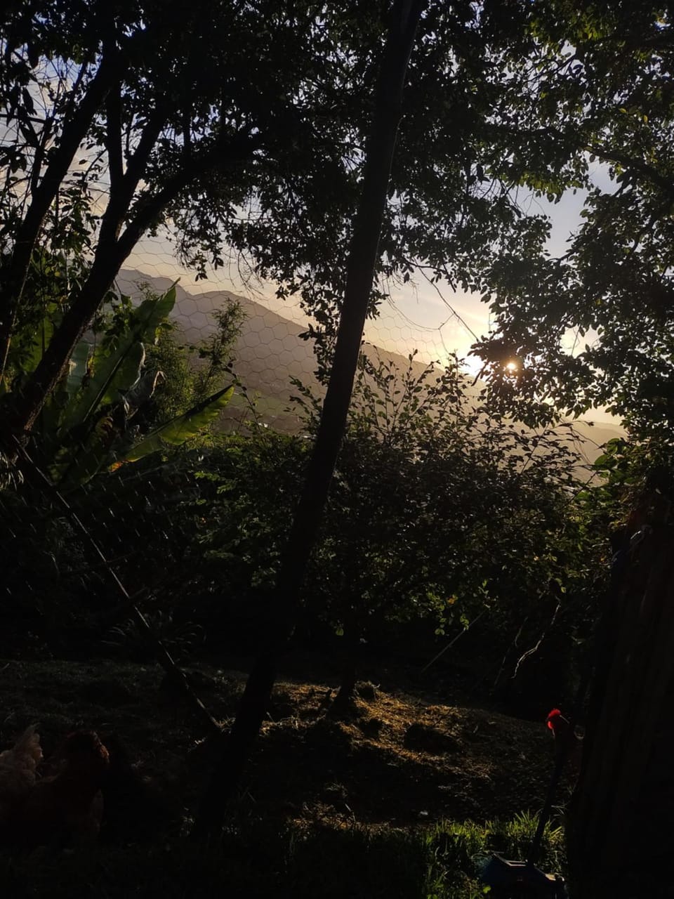 Pets, Sunset