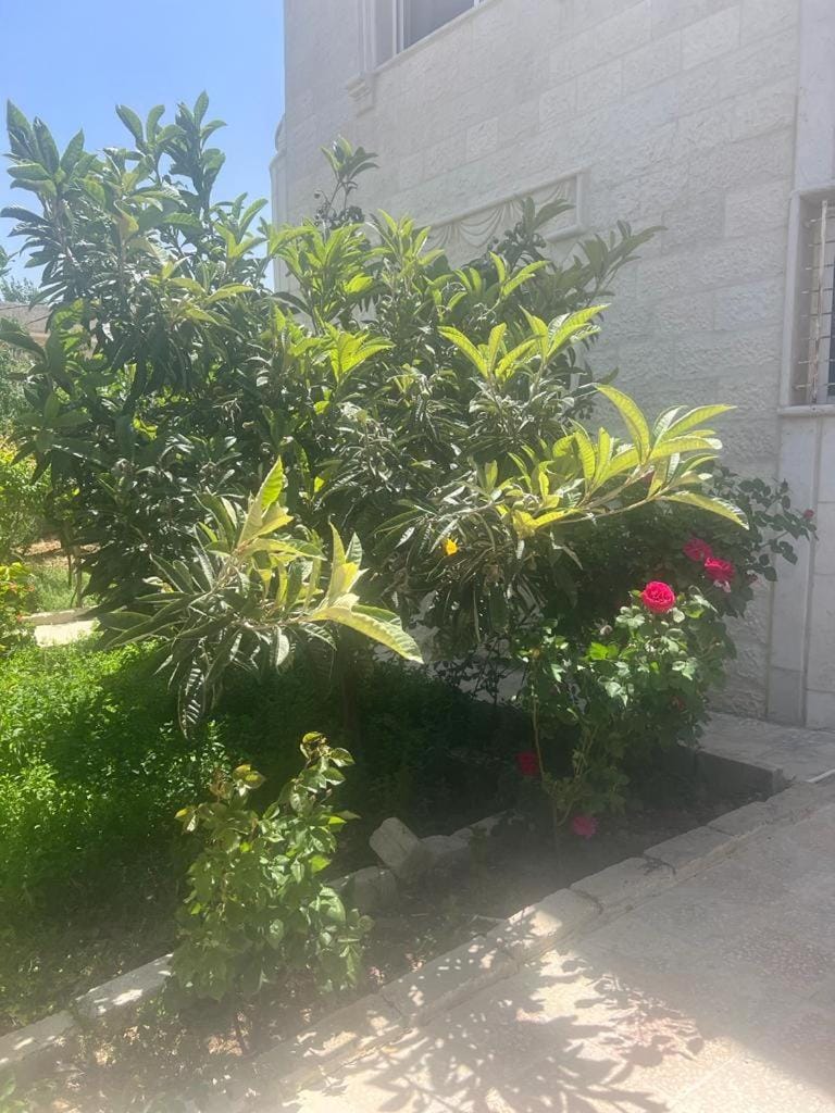 Spring, Day, Garden, Garden view