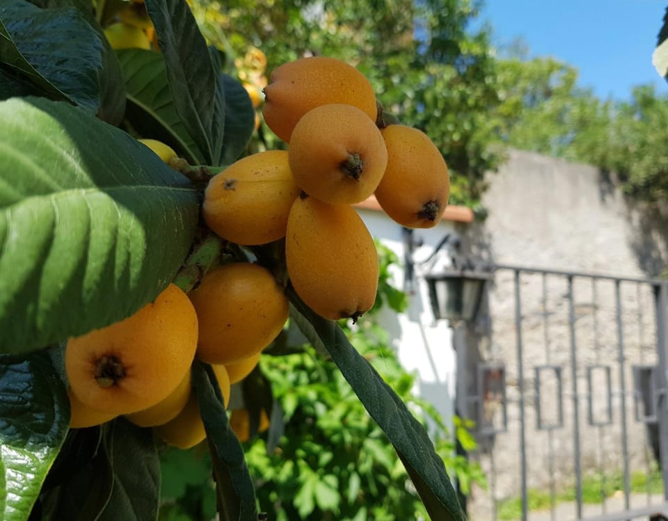 Day, Garden, Garden view, Street view, Quiet street view