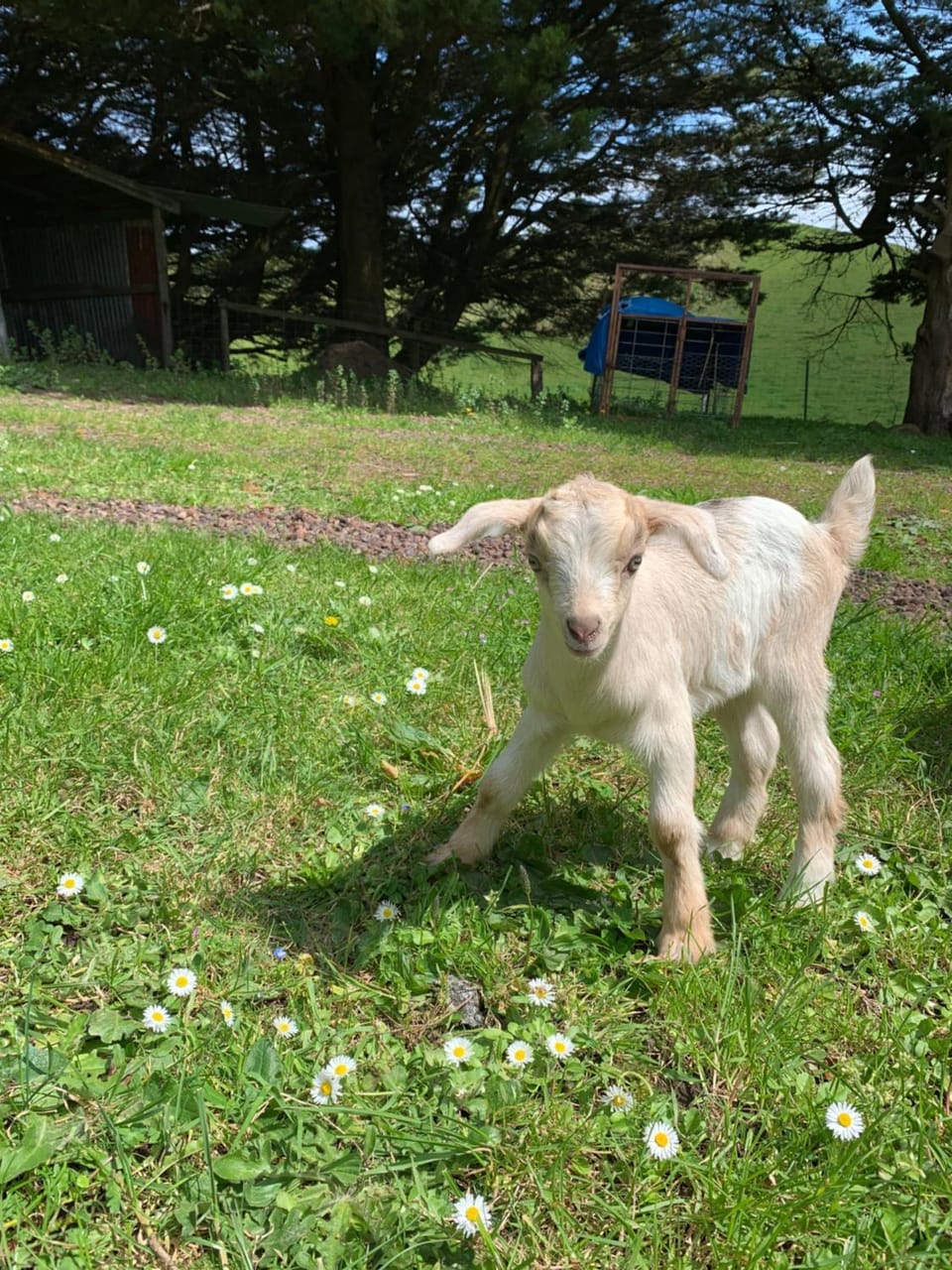 Spring, Animals