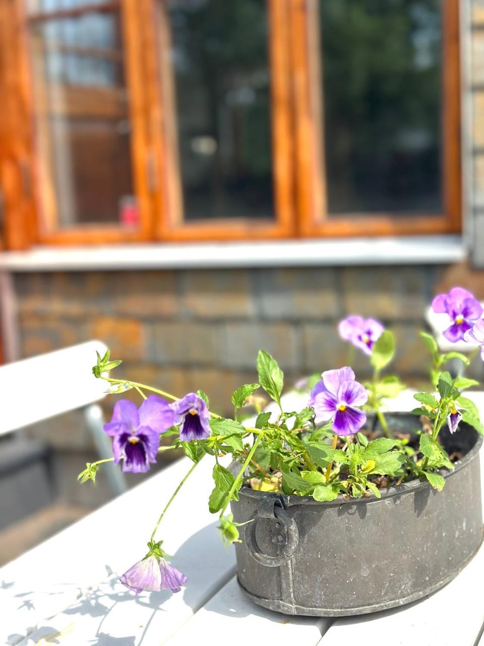 Patio, Garden