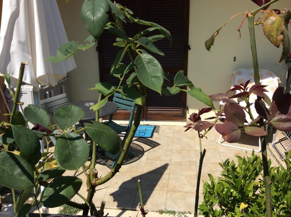 Patio, Balcony/Terrace