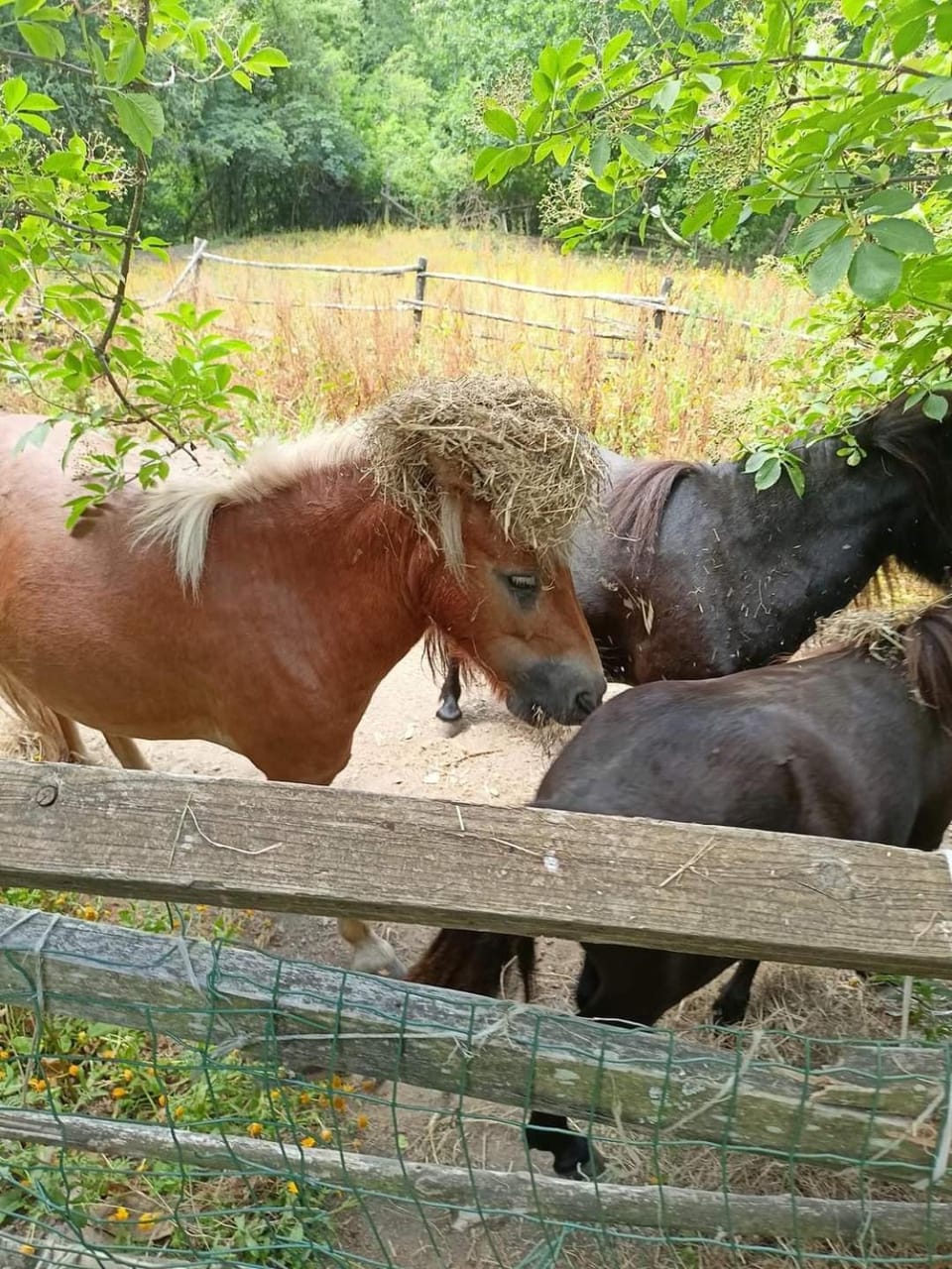 Day, Animals