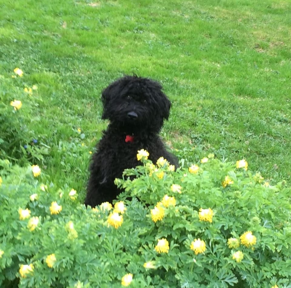 Garden, Animals, Pets