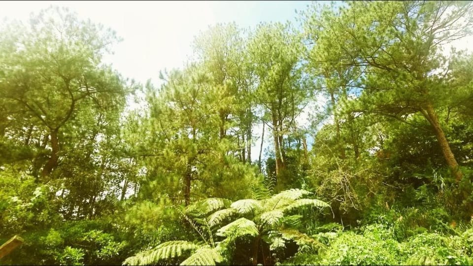 Natural landscape, Garden