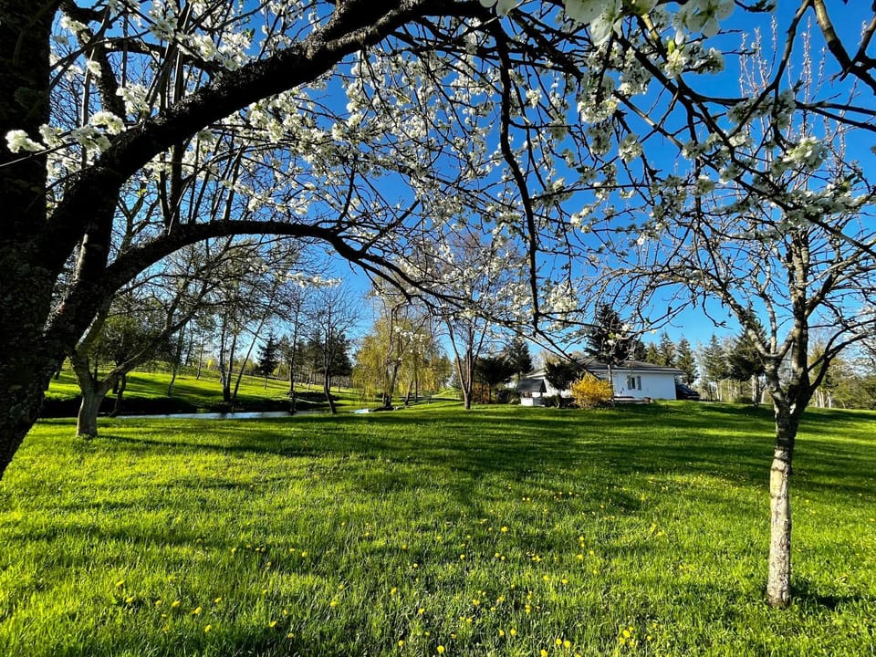 Spring, Natural landscape, Garden, Garden view