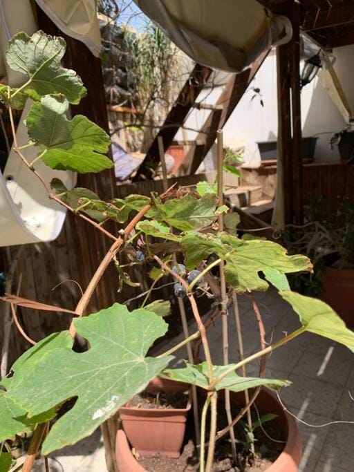 הבית של אדם Apartment in Eilat