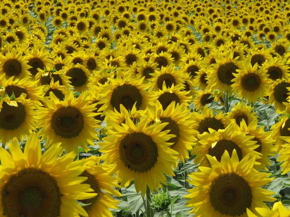 Au Moulin d'Antan- Gîtes dans la Drôme House in Provence-Alpes-Côte d'Azur
