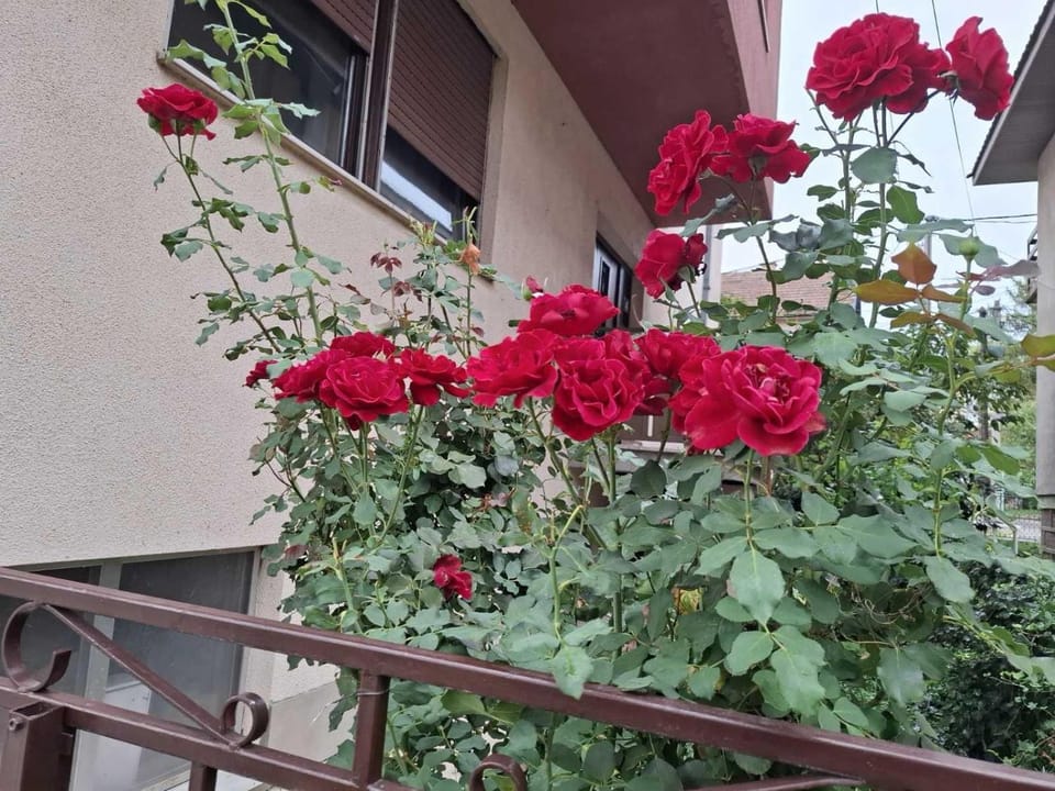 Cvrkut Ptica - Mladenovac Apartment in Serbia