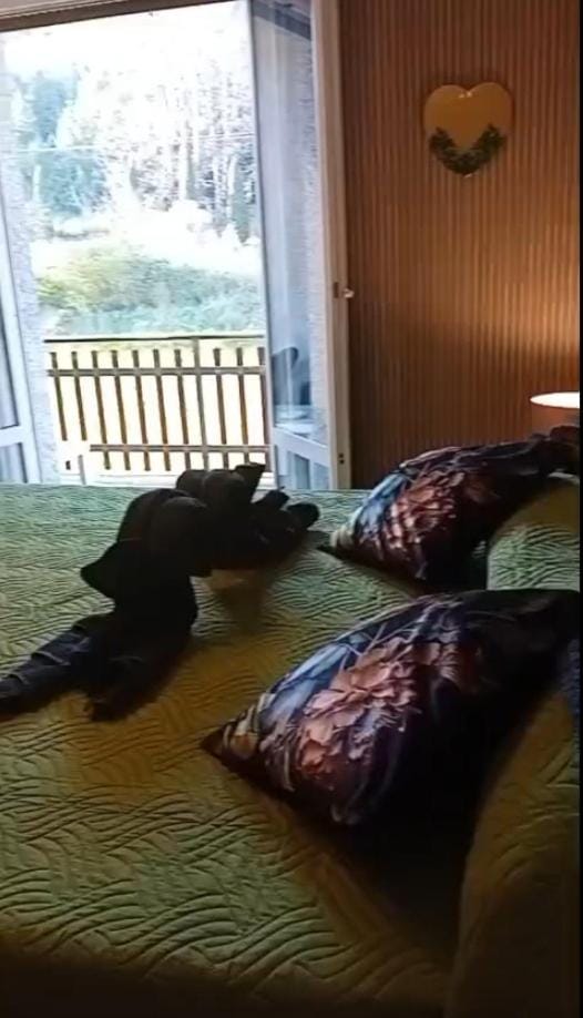 Bed, Balcony/Terrace, Photo of the whole room, Bedroom, internet
