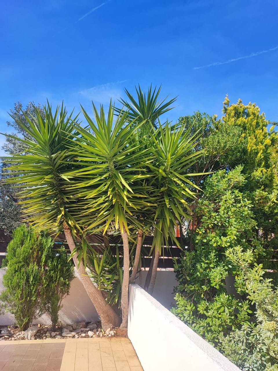Garden view