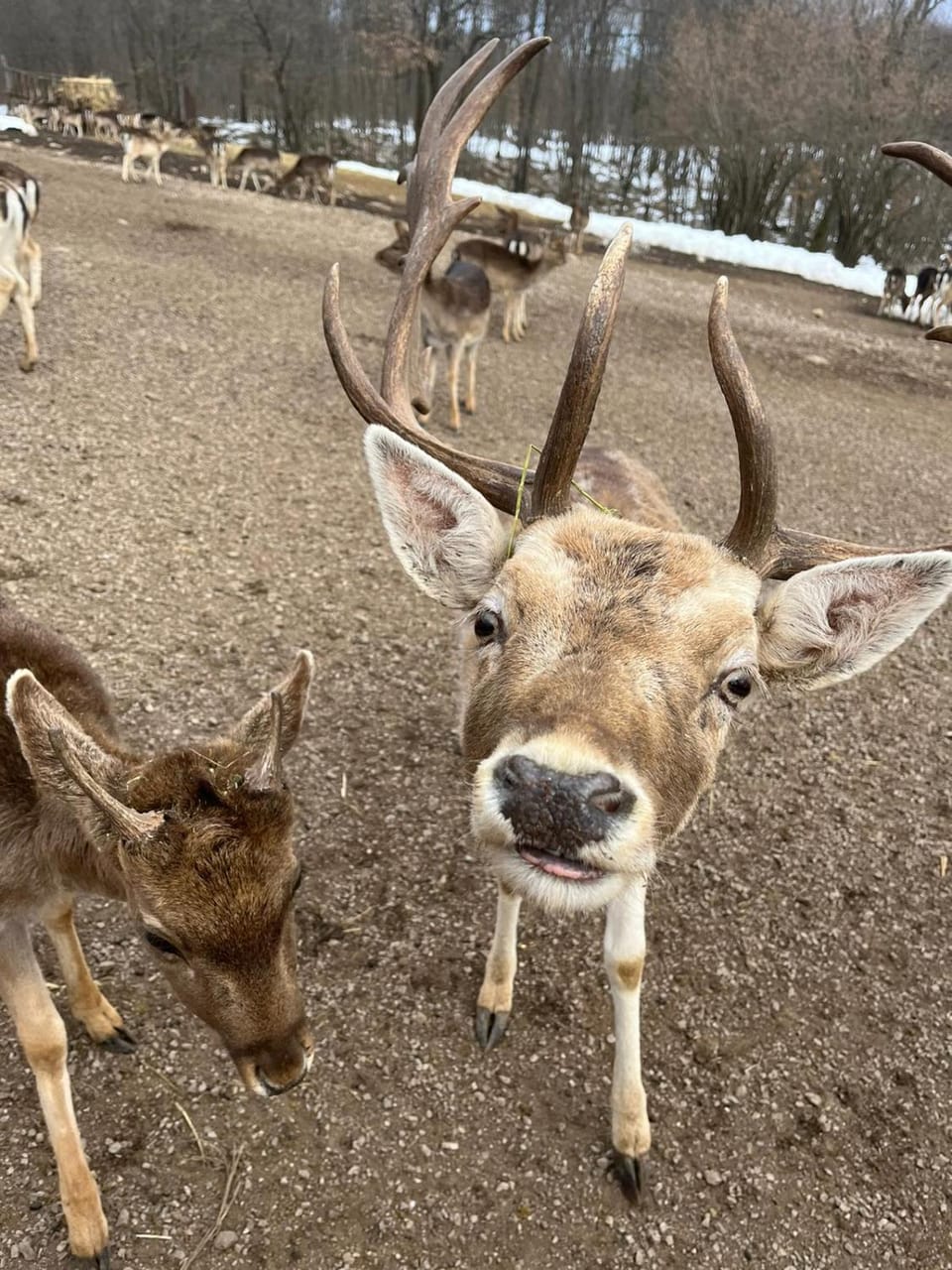 Animals