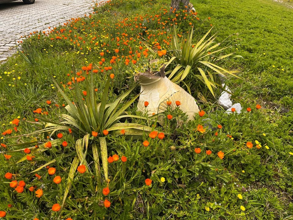 Spring, Garden